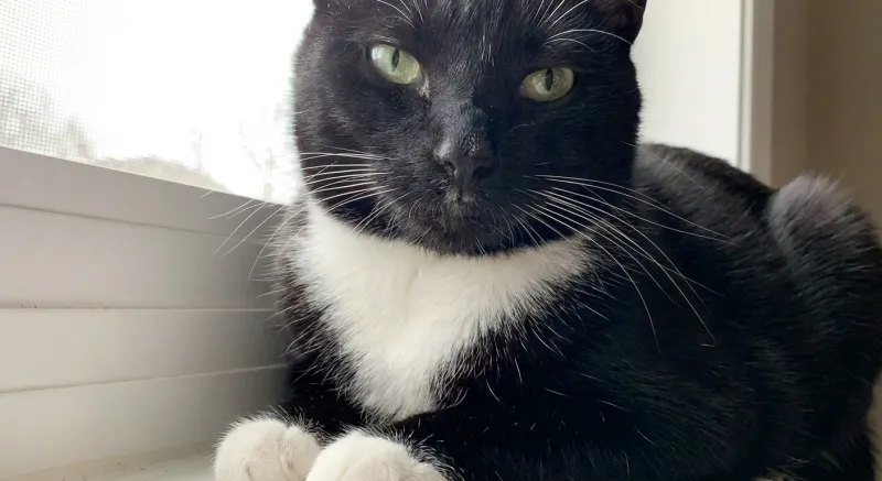 Bicolor (Black & White) cat coat pattern example