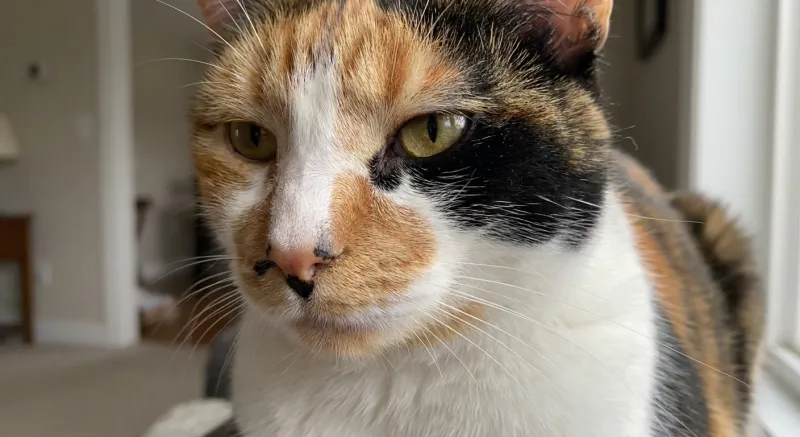 Calico cat coat pattern example