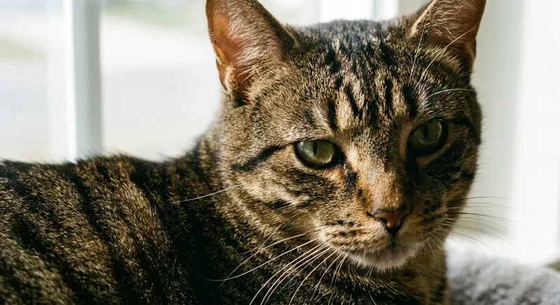 Tabby cat coat pattern example