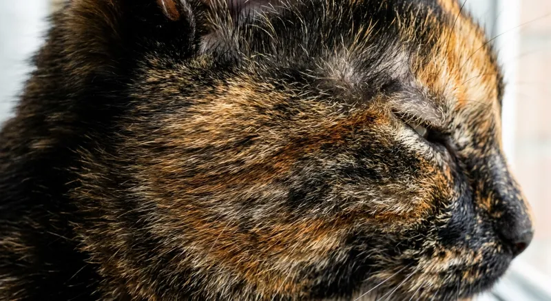 Tortoiseshell cat coat pattern example