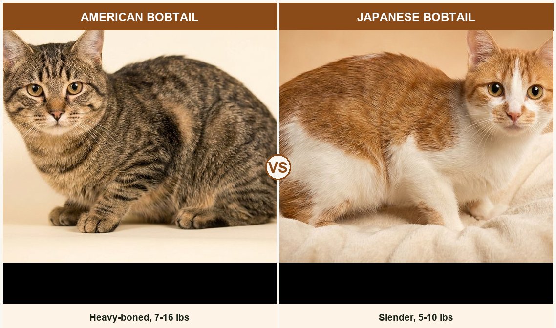 American Bobtail vs Japanese Bobtail side-by-side