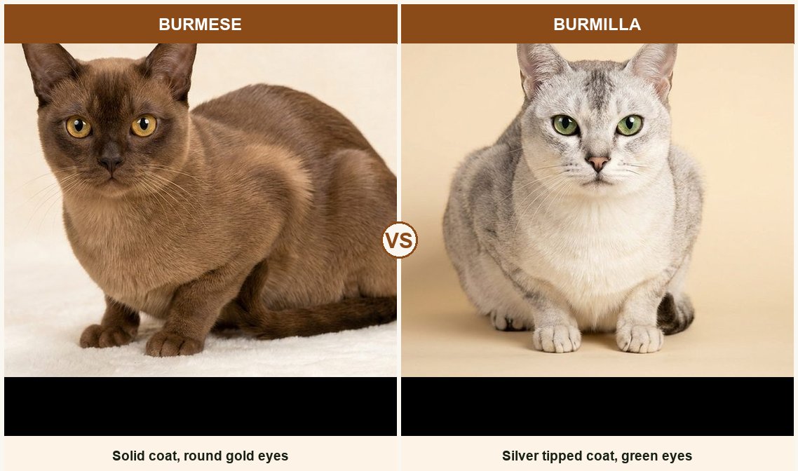 Burmese vs Burmilla side-by-side
