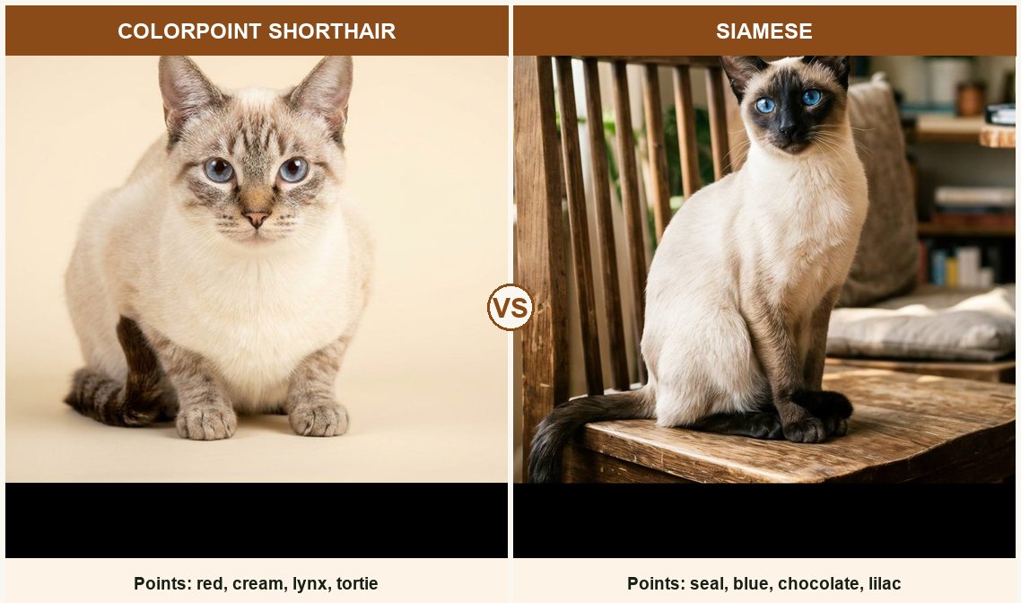 Colorpoint Shorthair vs Siamese side-by-side