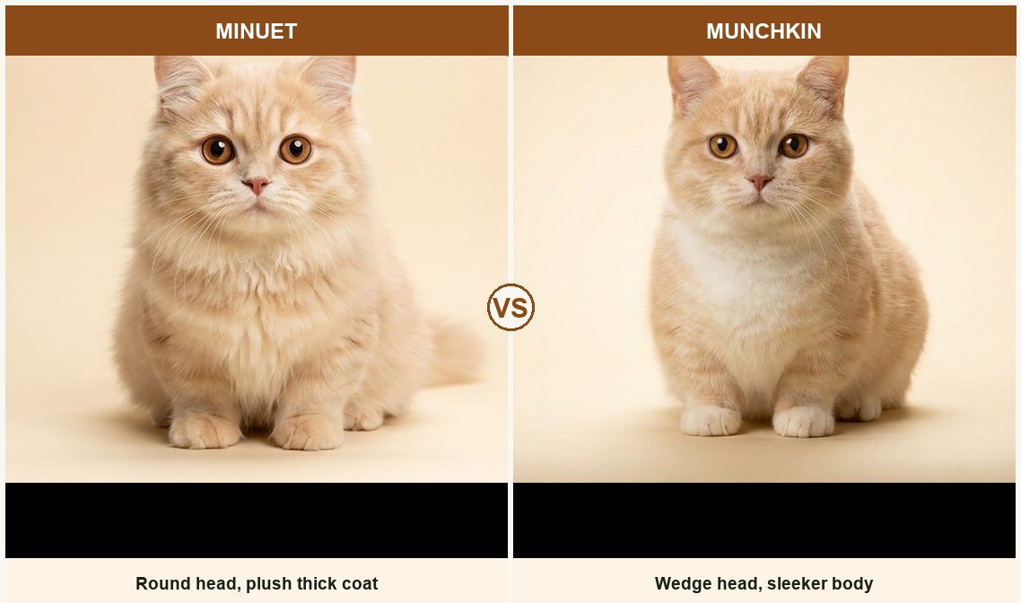 Minuet vs Munchkin side-by-side