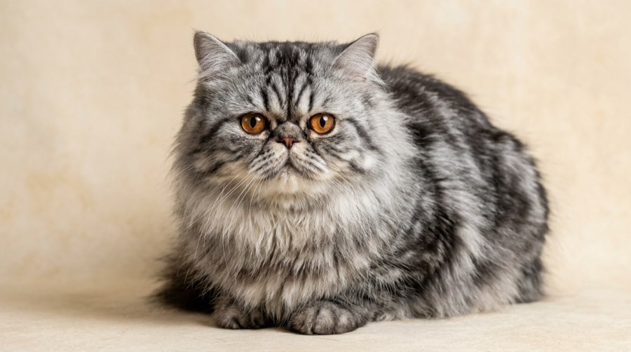 Show quality silver tabby Persian with an extremely flat face, large round copper eyes, and small low-set ears