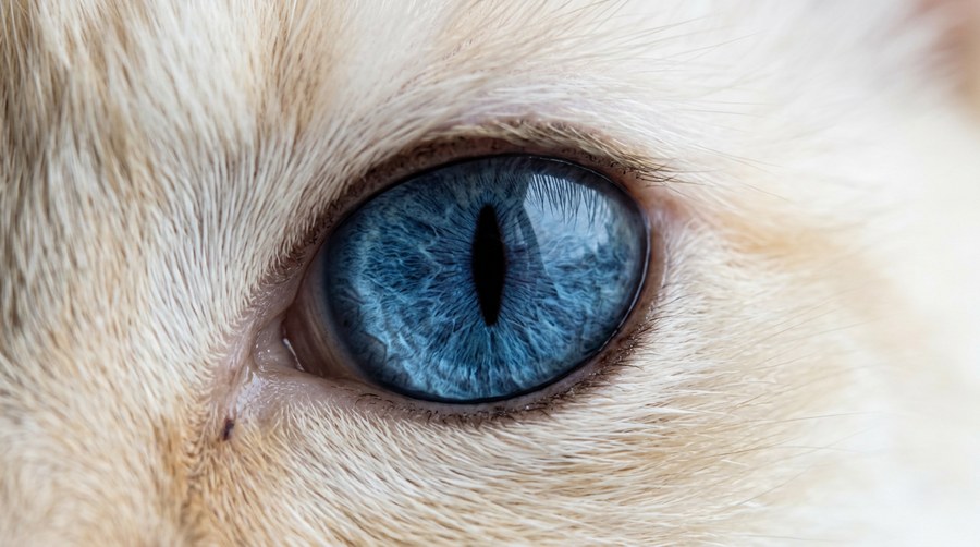 Close-up of a cat eye with a deep blue iris