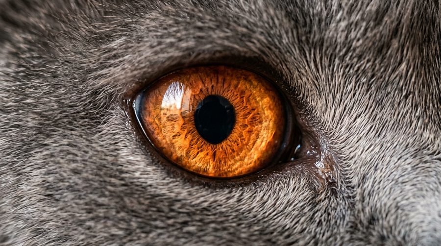 Close-up of a cat eye with a deep copper orange iris