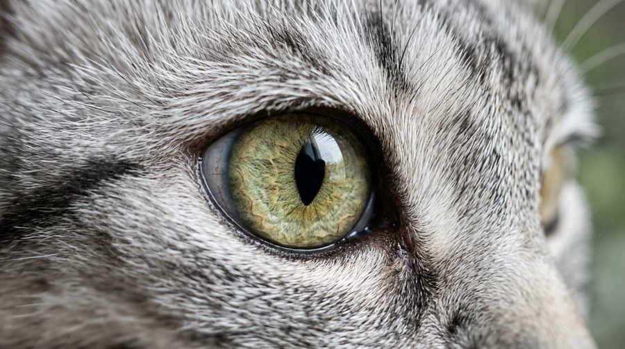 Close-up of a cat eye with a hazel iris mixing green and gold