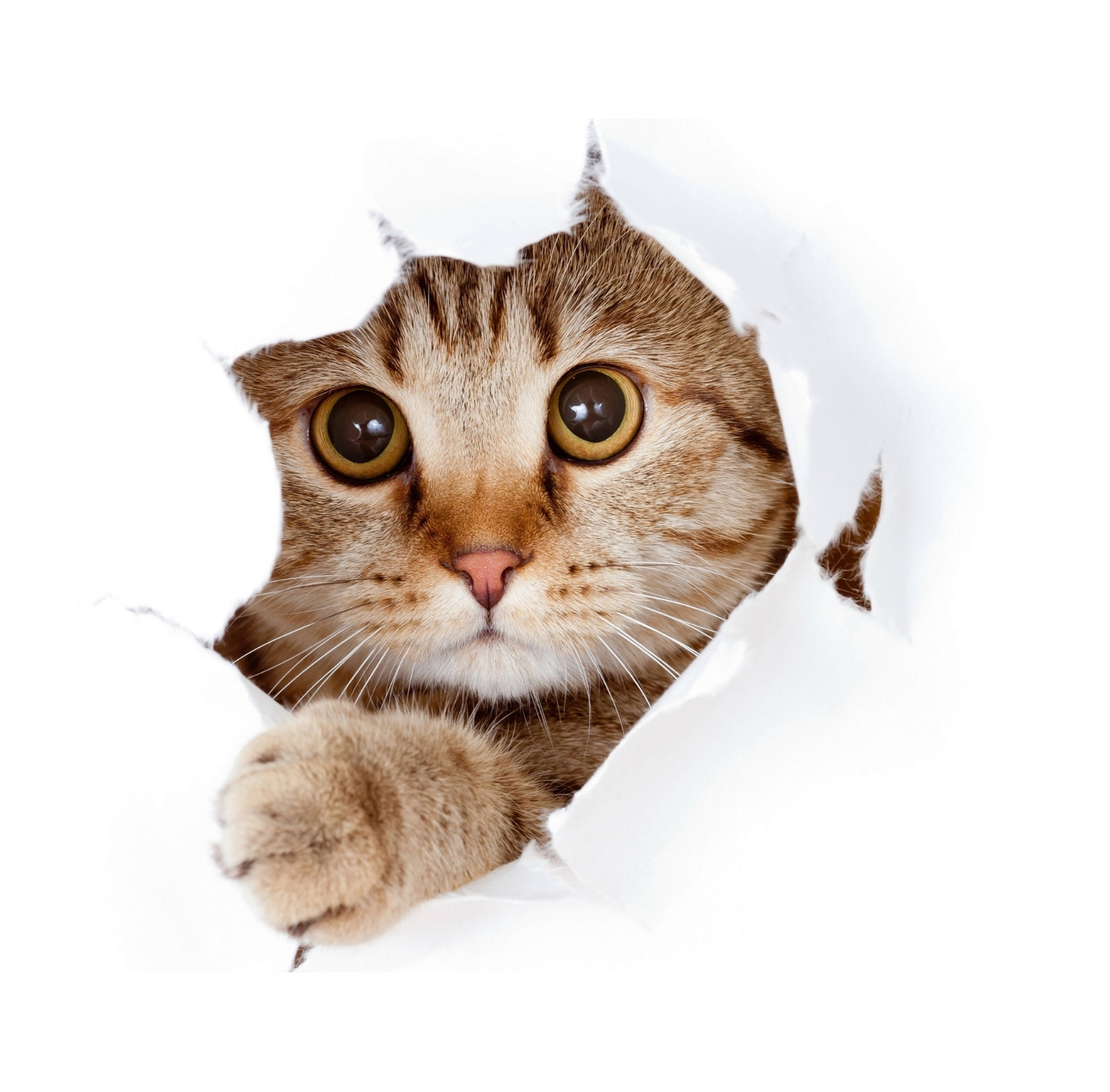 what-breed-is-my-cat-free-cat-breed-identifier-by-picture-furriq